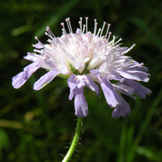 Wildflower Field Scabious